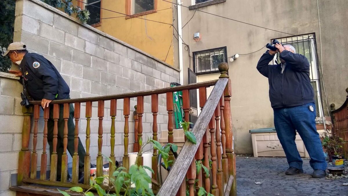 Ground surveyors with the USDA's Animal and Plant Health Inspection Service look for signs of Asian long-horned beetles in a backyard in Bedford-Stuyvesant.