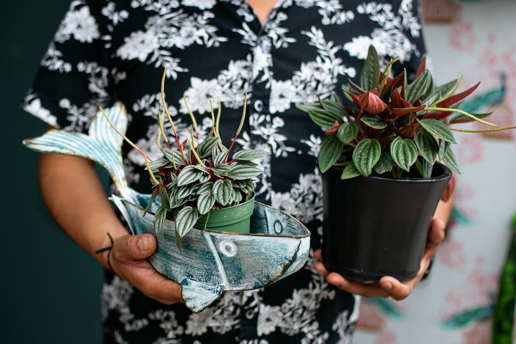 A man in a floral button-down shirt holds two potted plants.