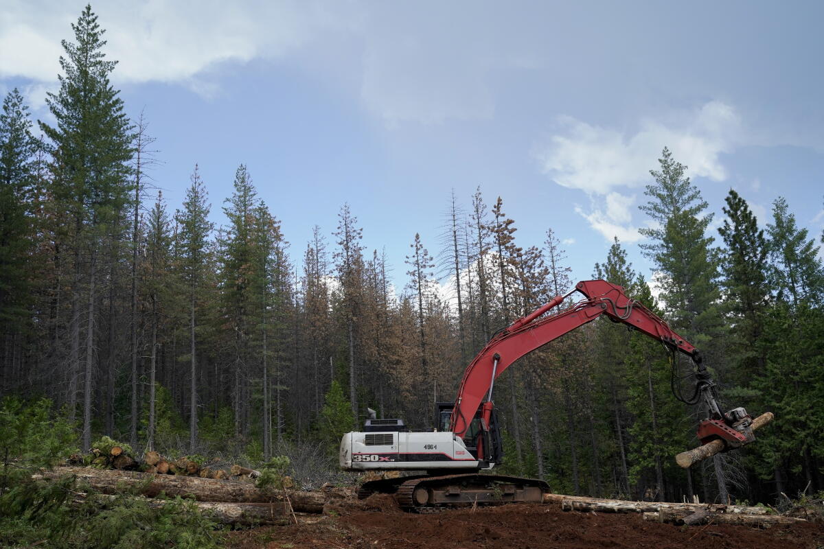 Clean Cut Logging Letters to the Editor: California must learn from past forest fires and ...