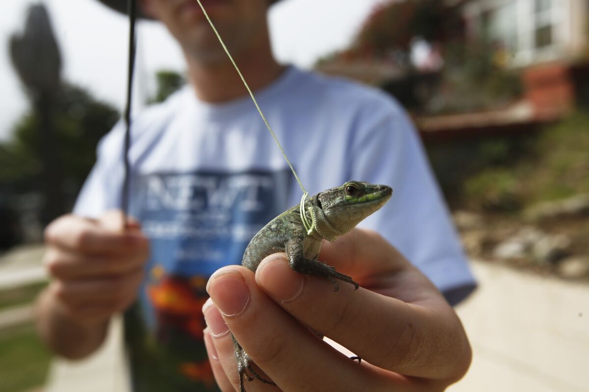 Hayden Kirschbaum holds an Italian wall lizard that he caught during a hunt in San Pedro. The high school sophomore got a small grant to work on the wall lizard project.