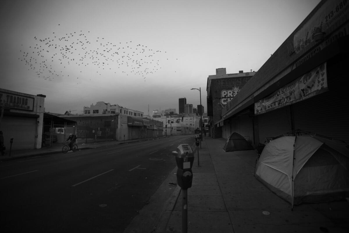A flock of birds flies over a sidewalk homeless encampment early one morning.