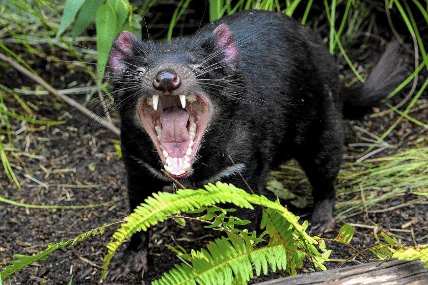 A Tasmanian devil emotes. Four are on loan from Australia to the San Diego Zoo as part of a public relations effort to alert the world to the plight of the creatures, which are threatened with extinction because of a contagious form of cancer.