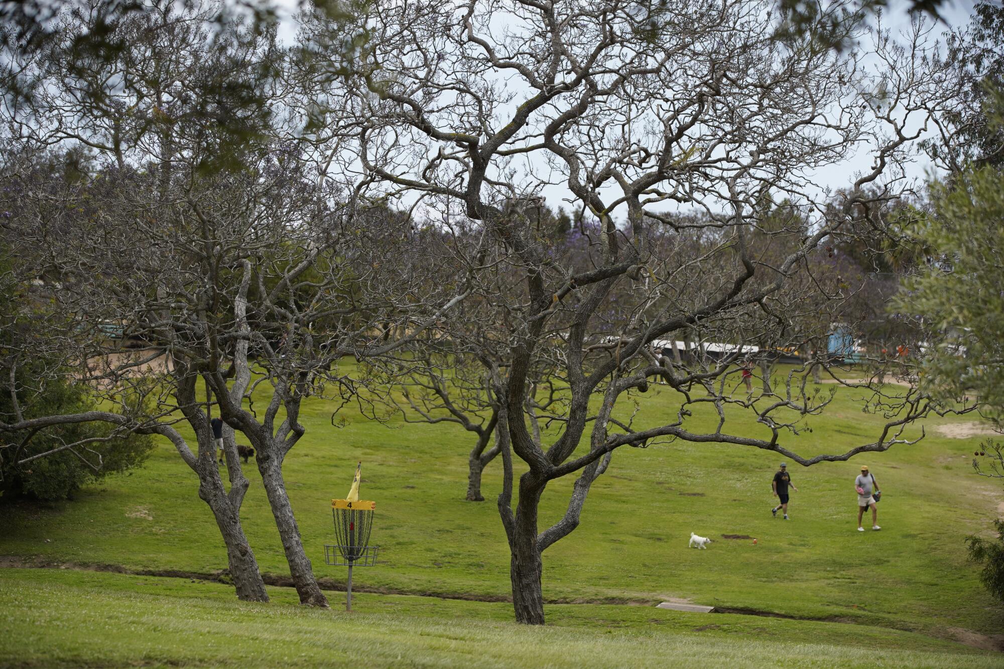 Dozens of jacarandas at the Morley Field Disc Golf Course are barren, with only a few sprouting green leaves and buds.