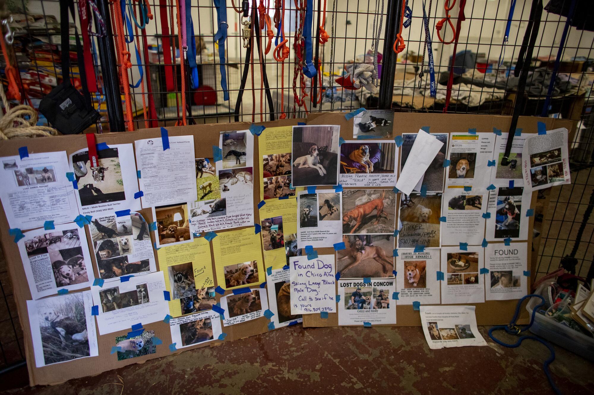 Posters of missing pets after the camp fire