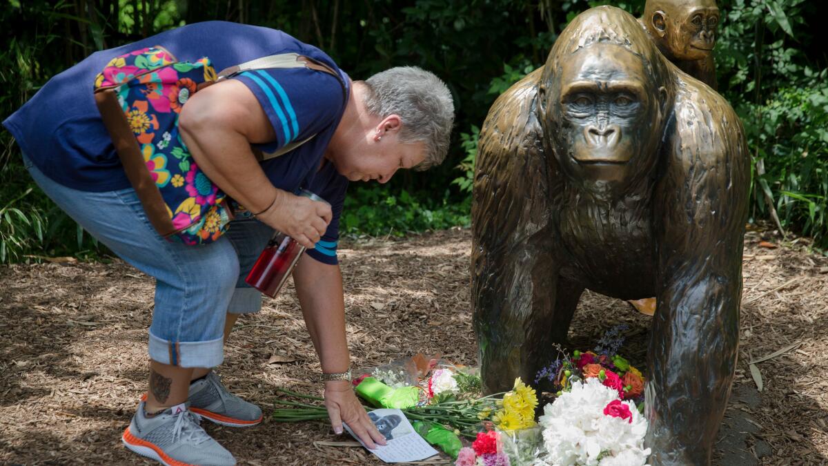 Eula Ray touches a sympathy card beside a gorilla statue outside the Gorilla World exhibit at the Cincinnati Zoo & Botanical Garden on May 29.