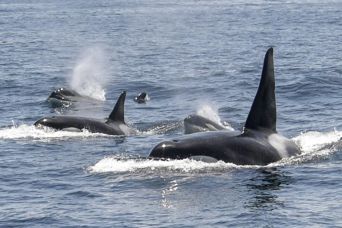 A group of killer whales partially above the waterline in the ocean.