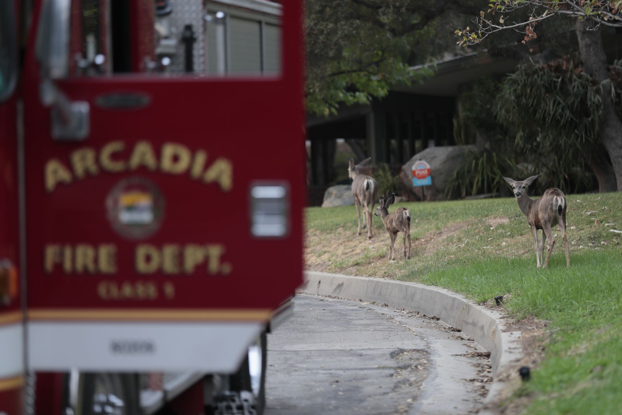 Deer look on as firefighters watch the progress of the Bobcat Fire as it burns close to homes in Monrovia.