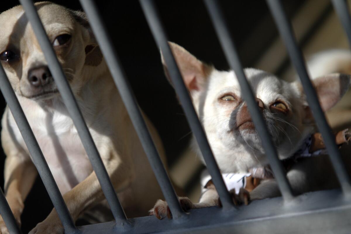 A pair of chihuahuas at OC Animal Care in 2012. The Huntington Beach City Council voted to continue contracting the city's animal services out to the county on Monday.