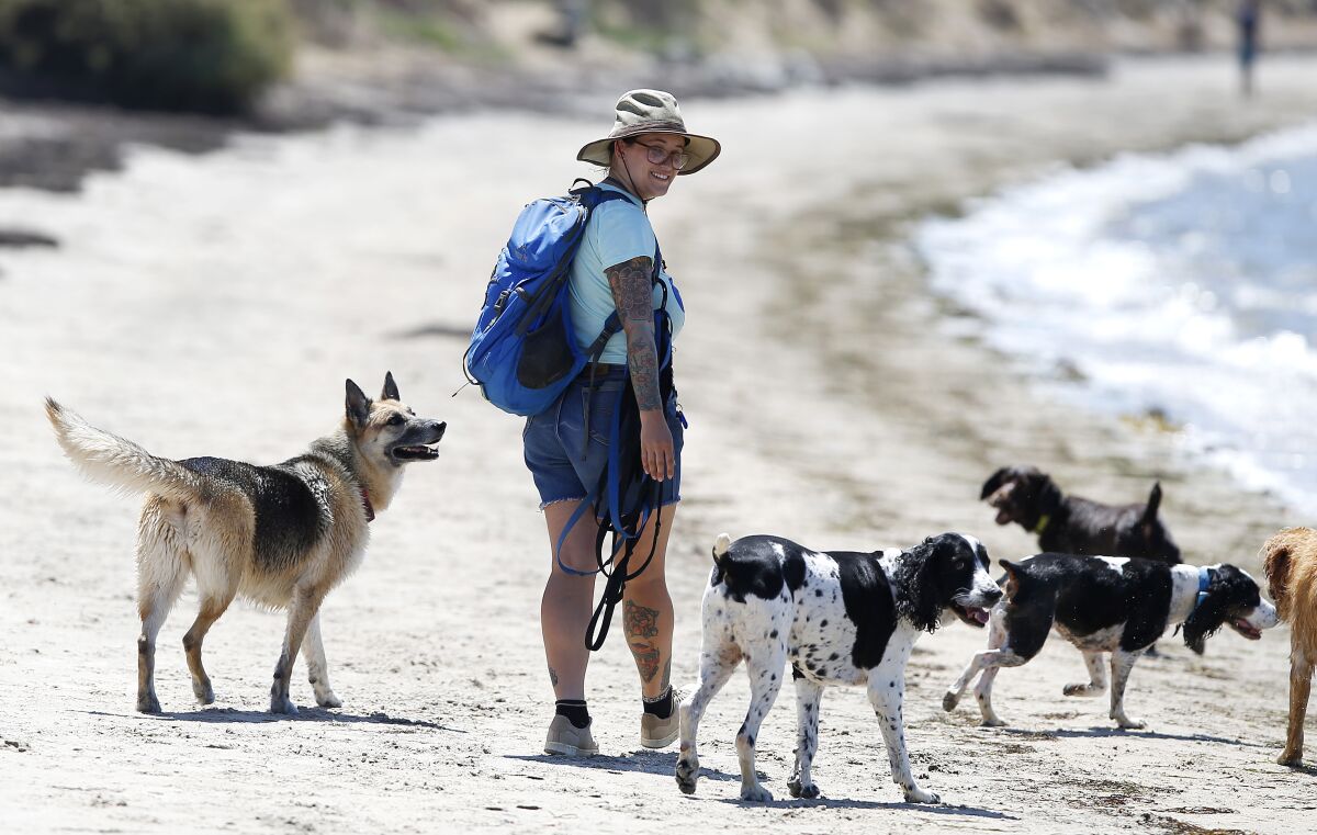 Toni Wendel keeps an eye on a group of dogs as they walk along Fiesta Island on National Dog Day on Aug. 26, 2019.