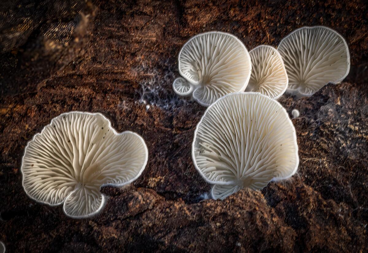 Split-gill mushrooms.