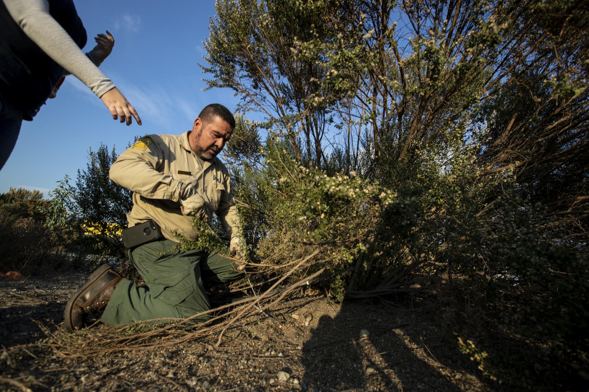 A man kneels and reaches into a bush