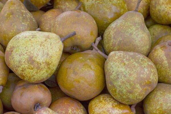 Winter Nellis pears