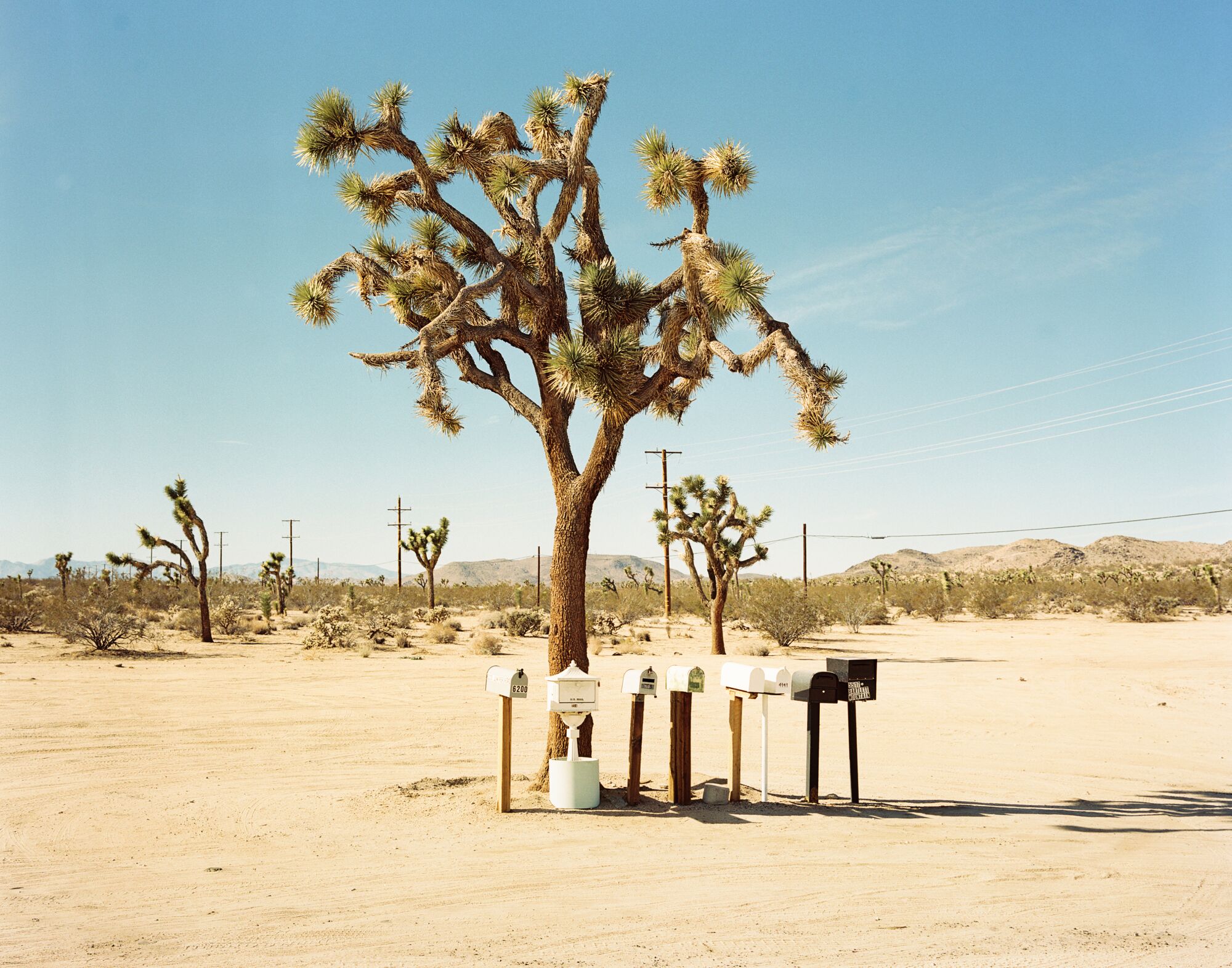A row of mailboxes stand in front of a Joshua tree.
