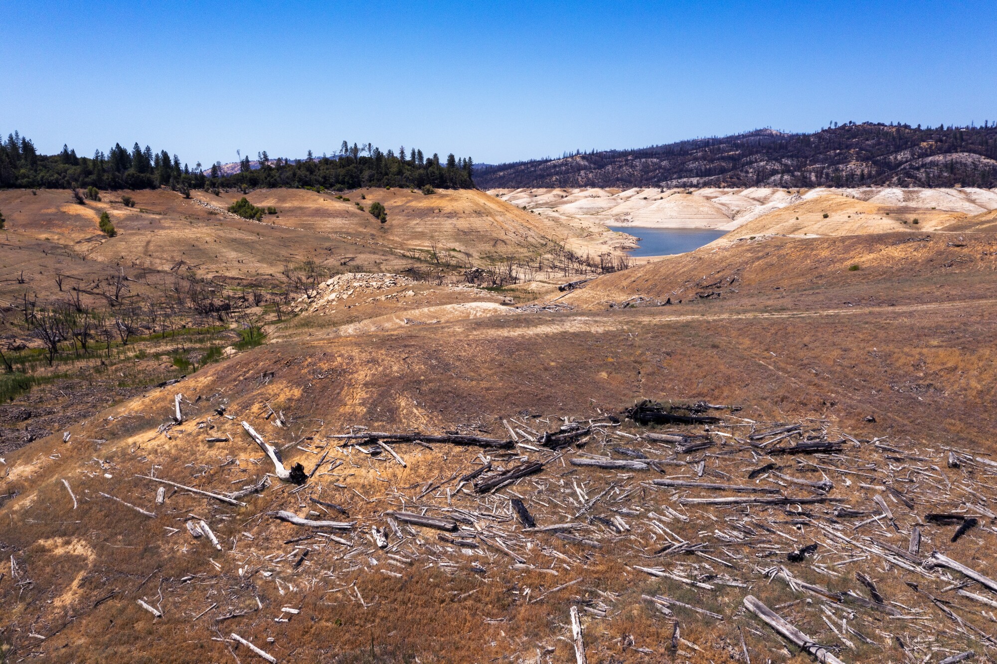 Les arbres abattus une fois sous l'eau sont laissés exposés lorsque l'eau se retire sur le lac Oroville.