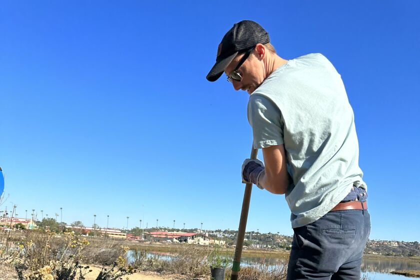Wildcoast brought together several local organizations and volunteers to help restore blue carbon at River Path Del Mar.