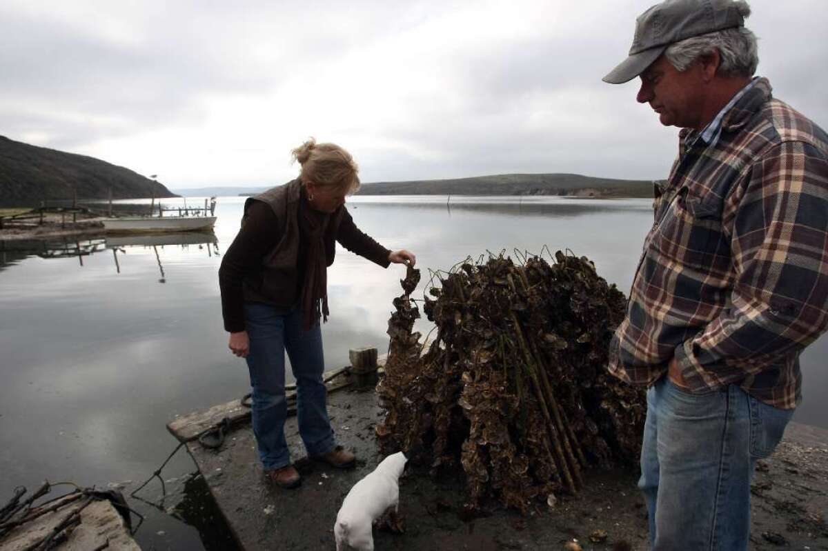 Kevin Lunny, owner of Drakes Bay Oyster Company, right, looks down from a barge as his sister Ginny Cummings looks over oyster sticks in 2009.
