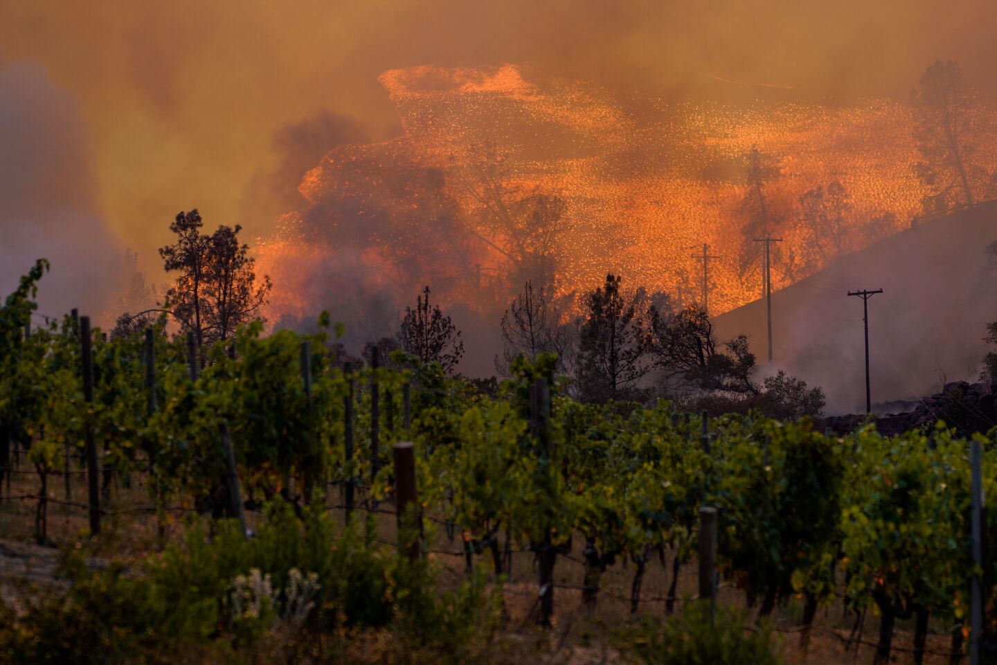 Fire roars above a vineyard.