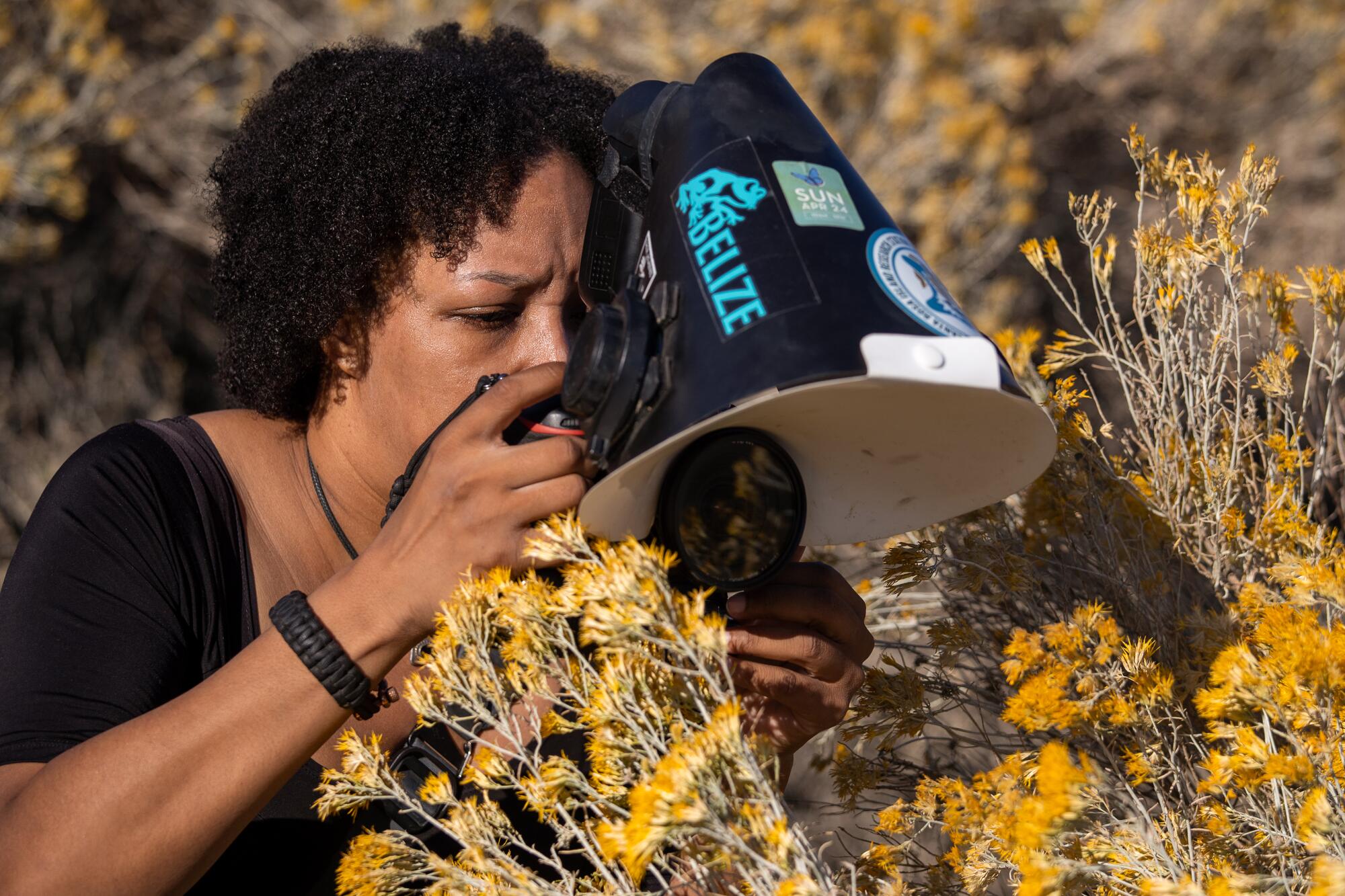 Krystle Hickman photographing a honey bee on a rabbit bush in a desert environment.