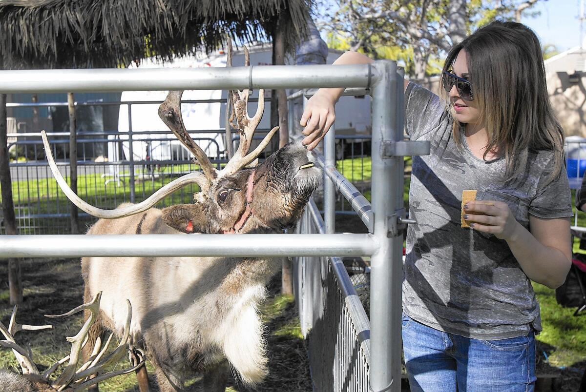 Sami Nelsen feeds one of two reindeer at the Winter Fest at the Orange County Fair and Events Center on Friday.
