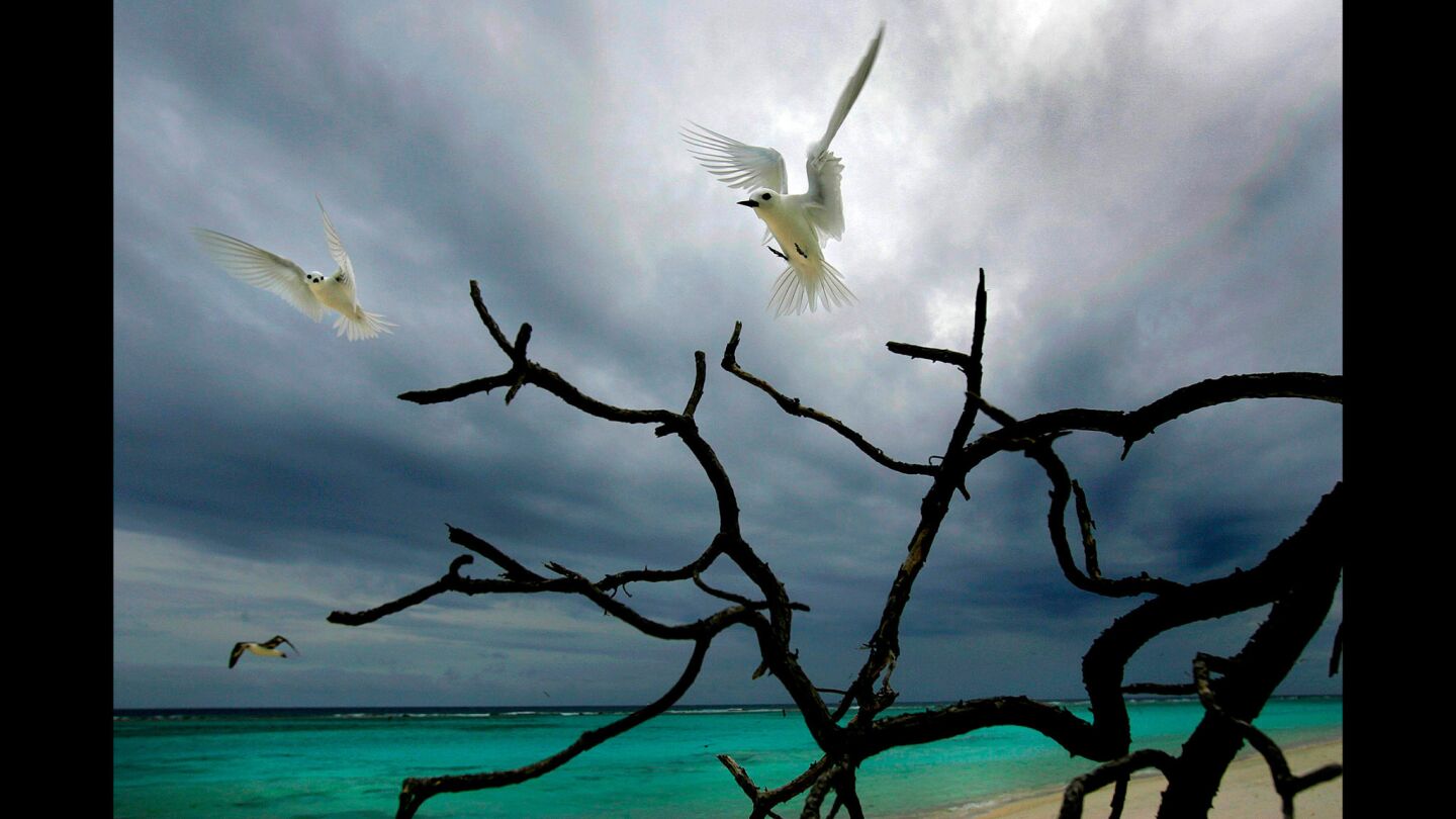 Midway Atoll is a major rookery for white terns, albatross and several other species of birds.