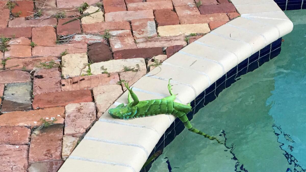 It's so cold in Florida that iguanas, like this one in Boca Raton, are falling out of trees.