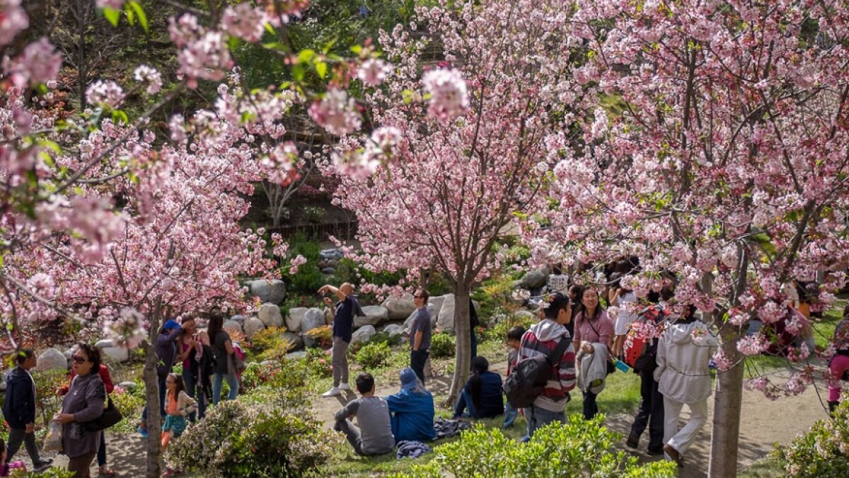 Japanese Friendship Garden Celebrates Cherry Blossom Week