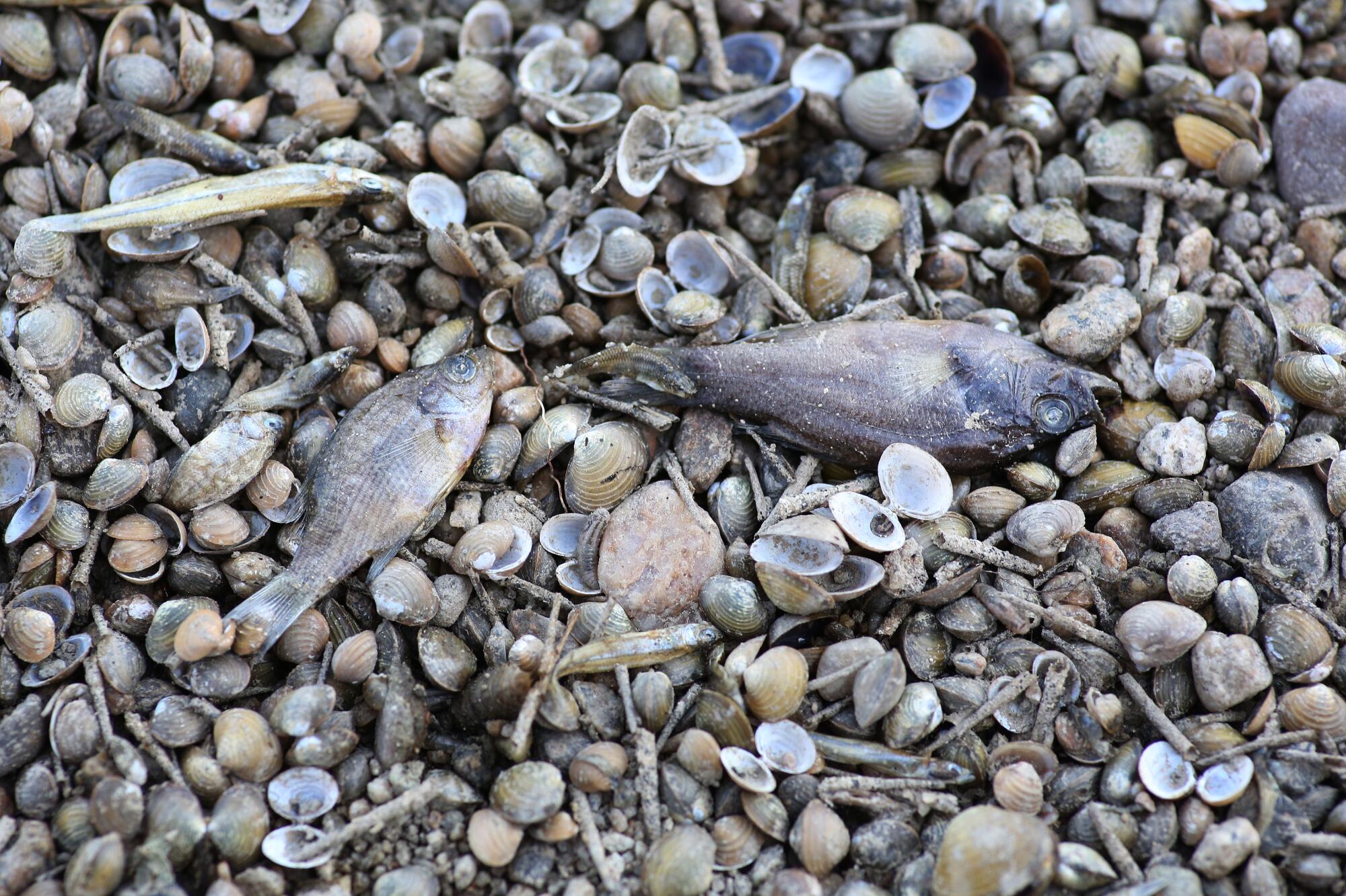 Thousands of fish die as Kern River dries up in Bakersfield - Los