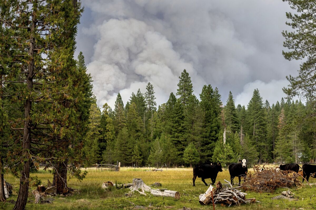 FILE - In this Monday, July 26, 2021, file photo, cows graze as smoke rises from the Dixie Fire burning in Lassen National Forest, near Jonesville, Calif. A historic drought and recent heat waves tied to climate change have made wildfires harder to fight in the American West. On Friday, Aug. 13, 2021, U.S. weather officials said Earth in July was the hottest month ever recorded. (AP Photo/Noah Berger, File)