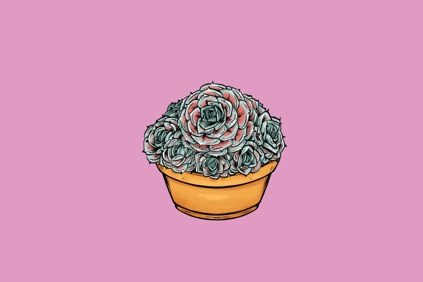 Hens and chicks (Sempervivum tectorum).