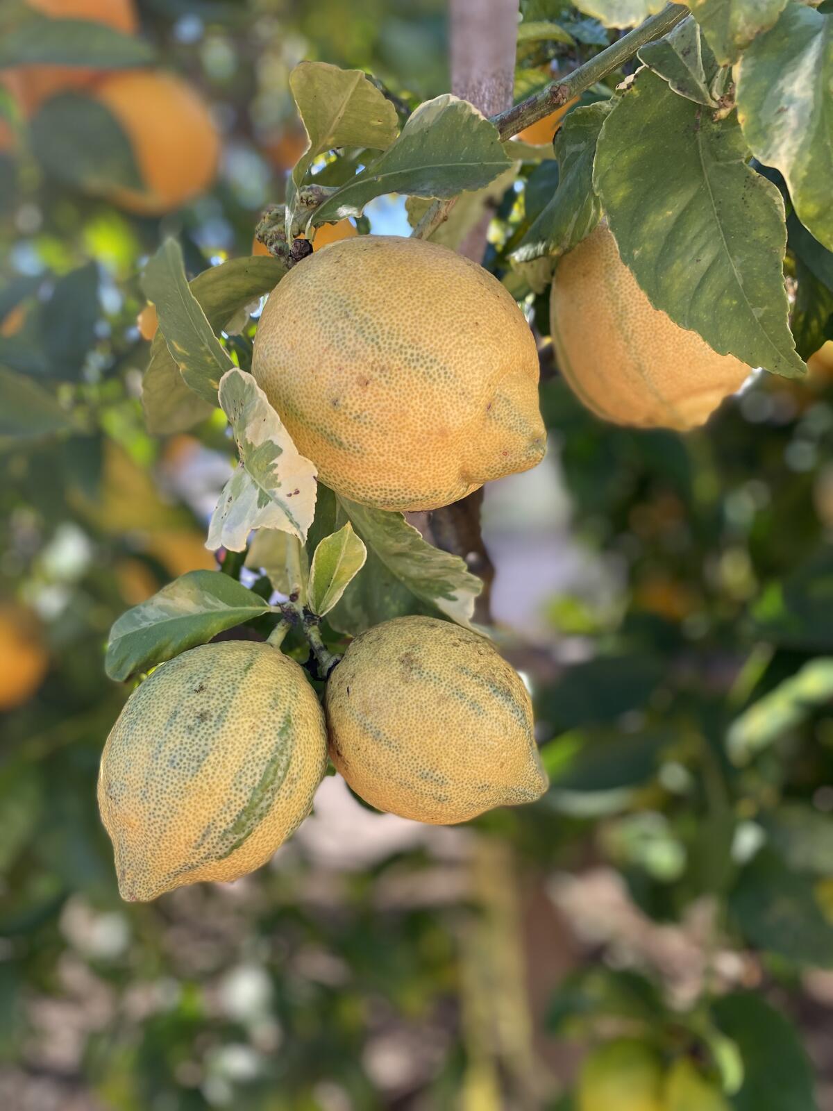 Orange blossom or lemon blossom? - Greg Alder's Yard Posts