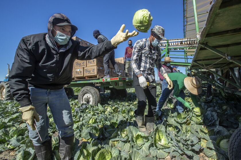 LOMPOC, CA - FEBRUARY 19, 2021: Osimin Oriana, left, harvests cabbage with other farmworkers at Big E Produce in Lompoc. An emergency relief distribution event was held at Lompoc High School for farmworkers and other Lompoc residents in need. Distribution included prepaid cards of $100 each for 255 families, 150 backpacks filled with food, packets of 4 cloth face masks, and COVID-19 awareness fliers. The event was staged by Los Angeles Galaxy soccer player Julian Araujo who grew up in Lompoc, the son of former farmworkers. (Mel Melcon / Los Angeles Times)
