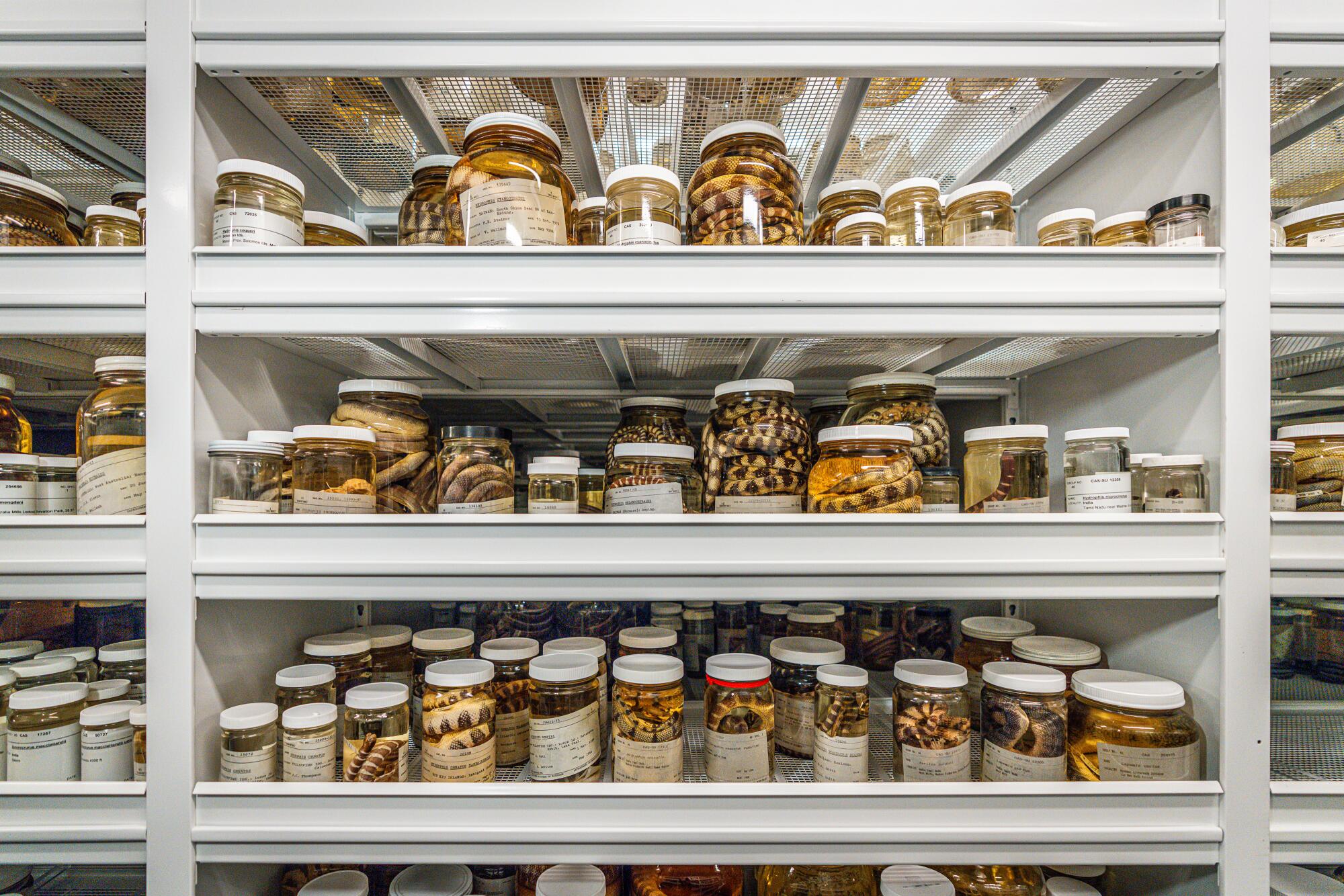 A view of the Herpetology Collection at the California Academy of Sciences in San Francisco.