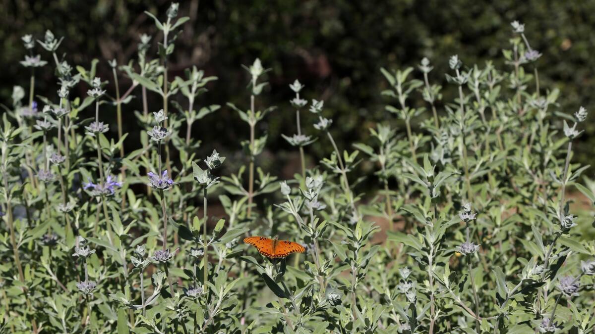 Coahuila sage attracts hummingbirds and other pollinators.