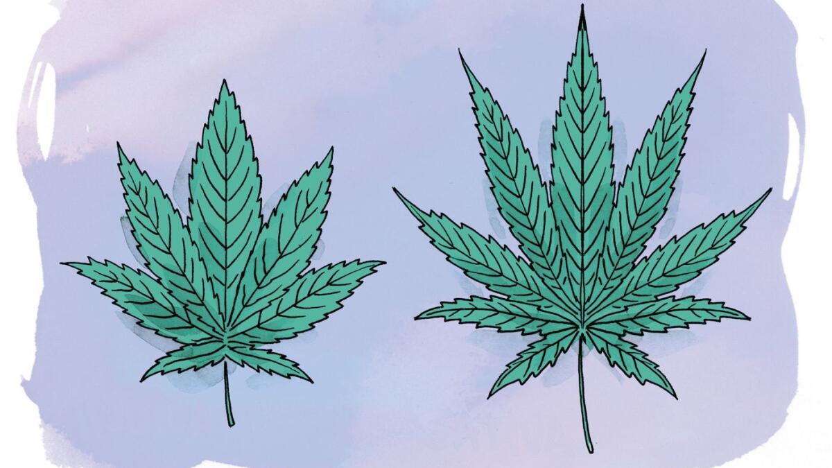 Sativa o Indica? ¿CBD o THC? Lo que hay que saber antes de cocinar con  cannabis - Los Angeles Times