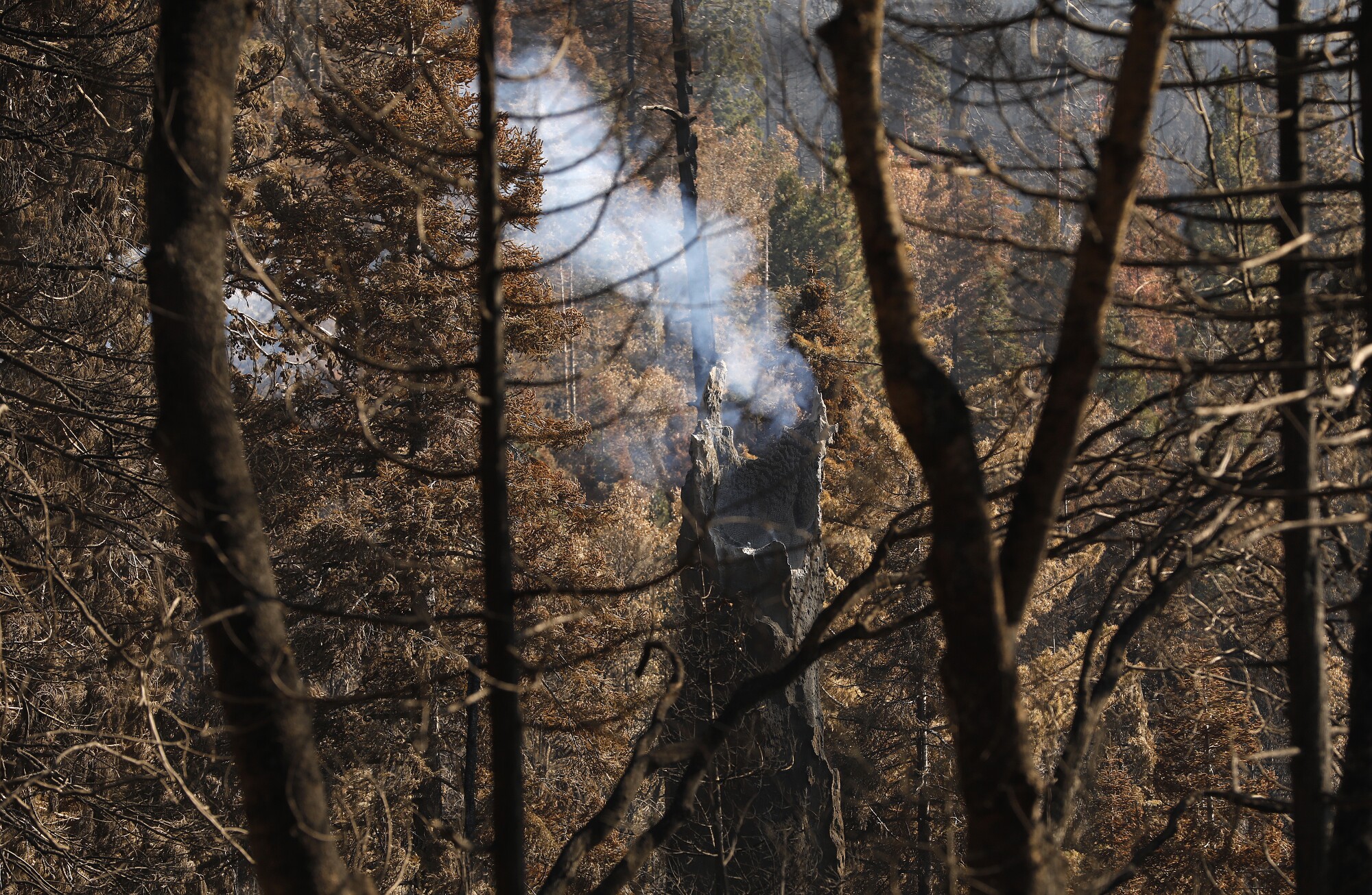 Smoke rises from the top of the charred remains of a tree