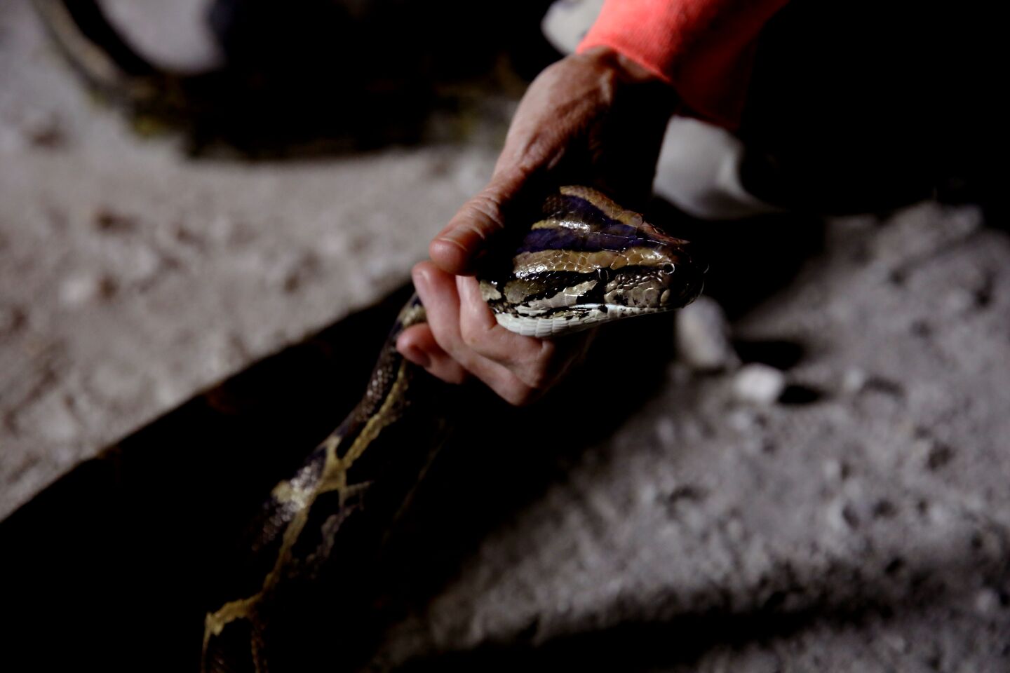 A python hunter holds a snake.
