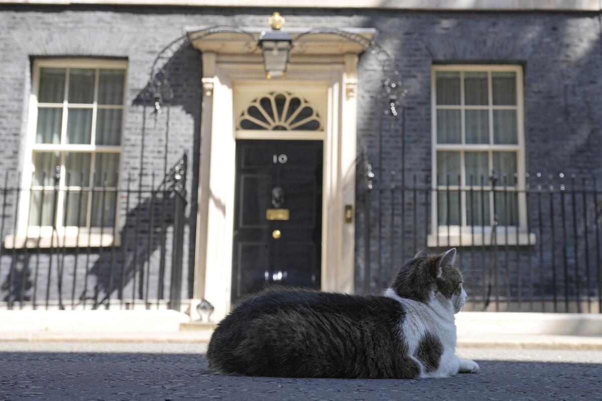 Larry the Cat, Britain's Chief Mouser to the Cabinet Office rests in front of 10 Downing Street in London, Friday, July 8, 2022. Britain's Prime Minister Boris Johnson announced that less than three years after becoming prime minister, he was resigning and would remain in office only until a successor emerged.(AP Photo/Frank Augstein)