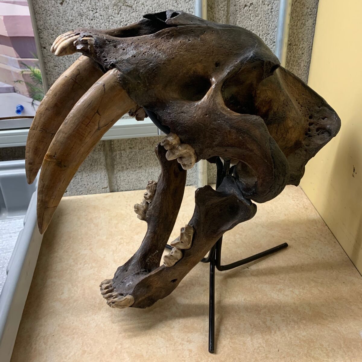The skull of a saber-toothed cat.