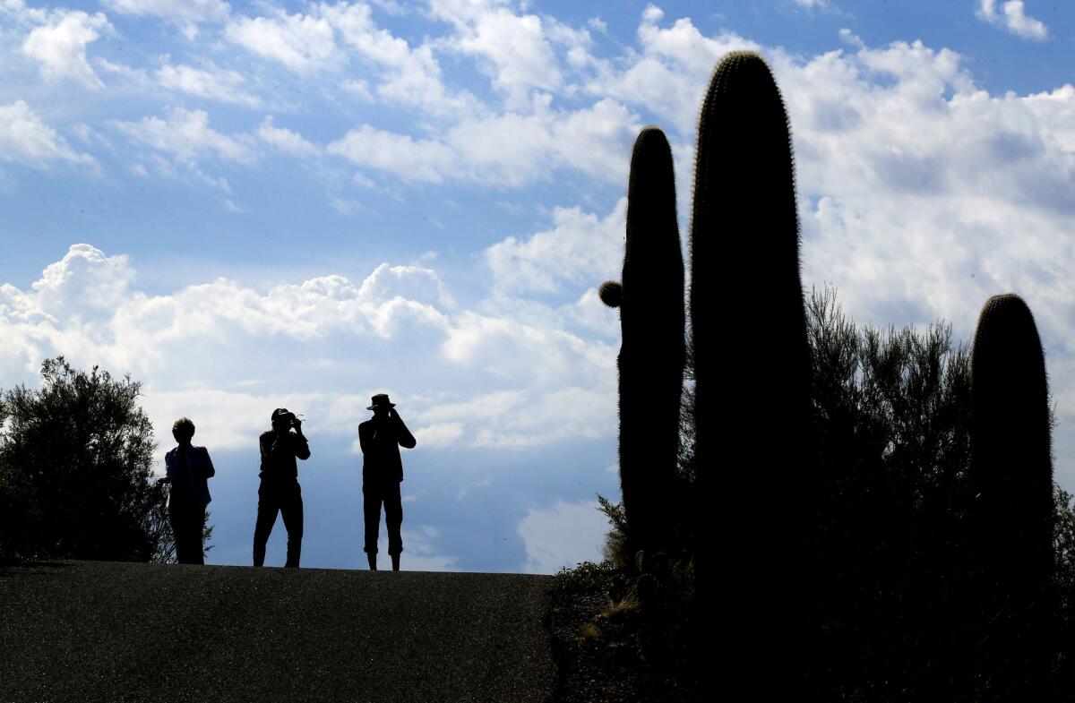 Visitors snap pictures of the iconic cactuses along Cactus Forest Drive in Saguaro National Park.