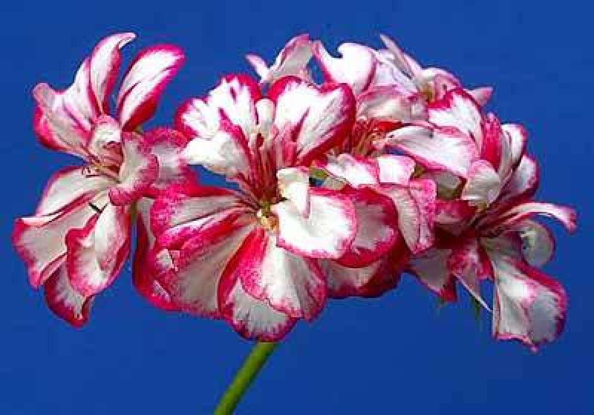 This showy hybrid of an ivy geranium can attract pollinators  and shoppers in garden centers.