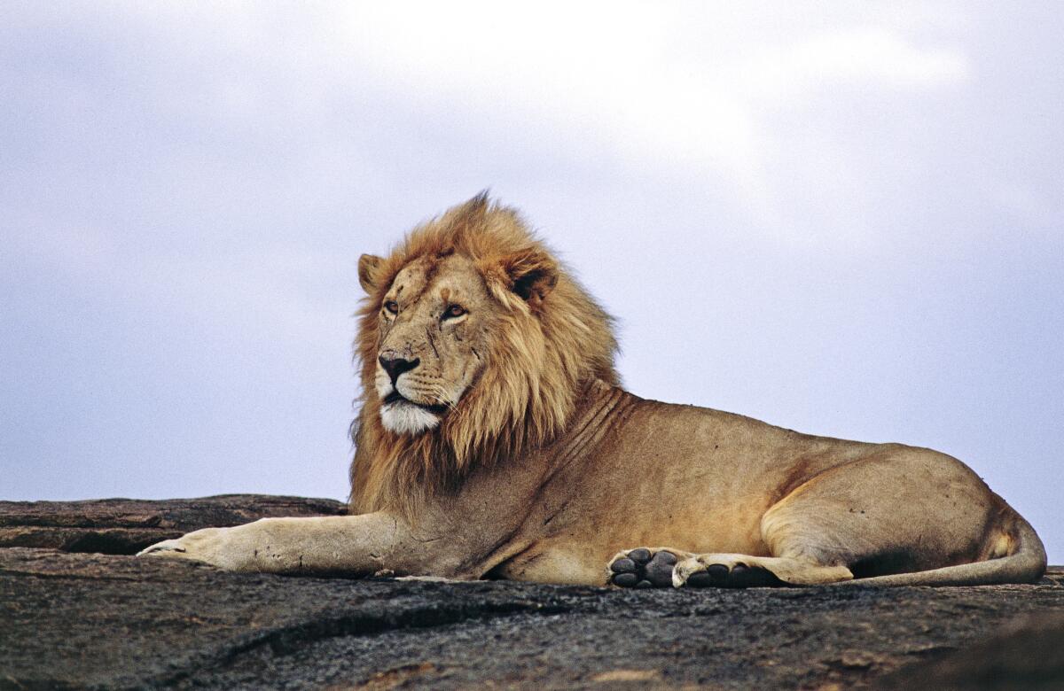 A lion relaxes at the Maasai Mara National Reserve in Kenya.