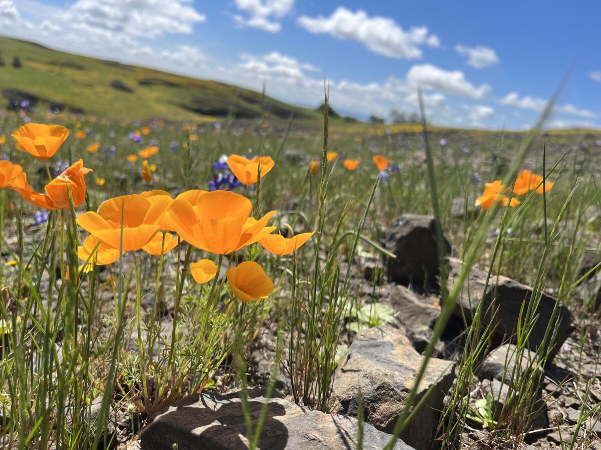 Poppies in bloom at North Table Mountain Ecological Reserve.