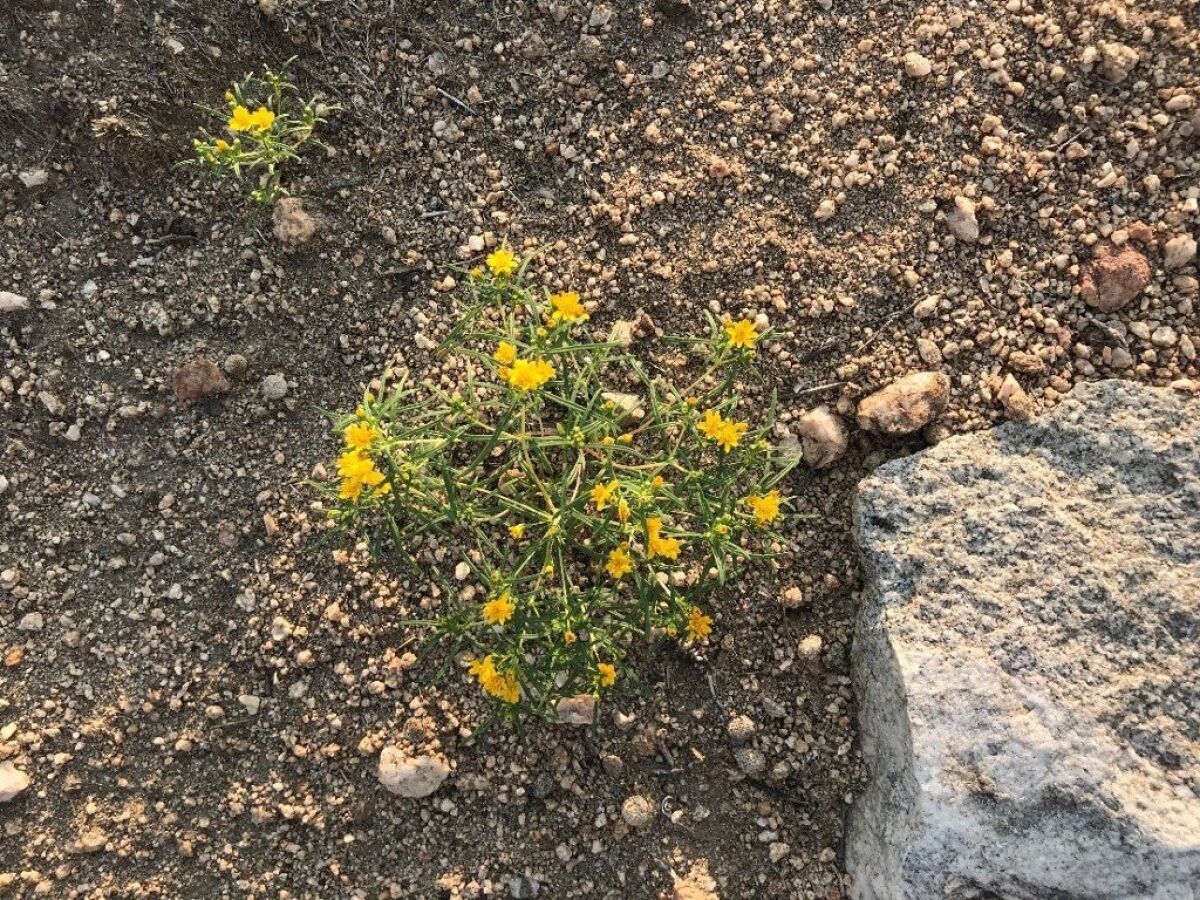 Small plant with green spires and yellow flowers
