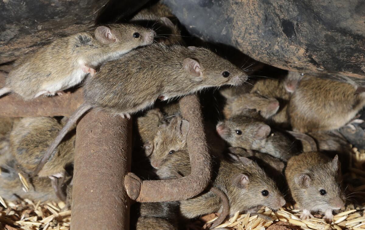 Varios ratones 