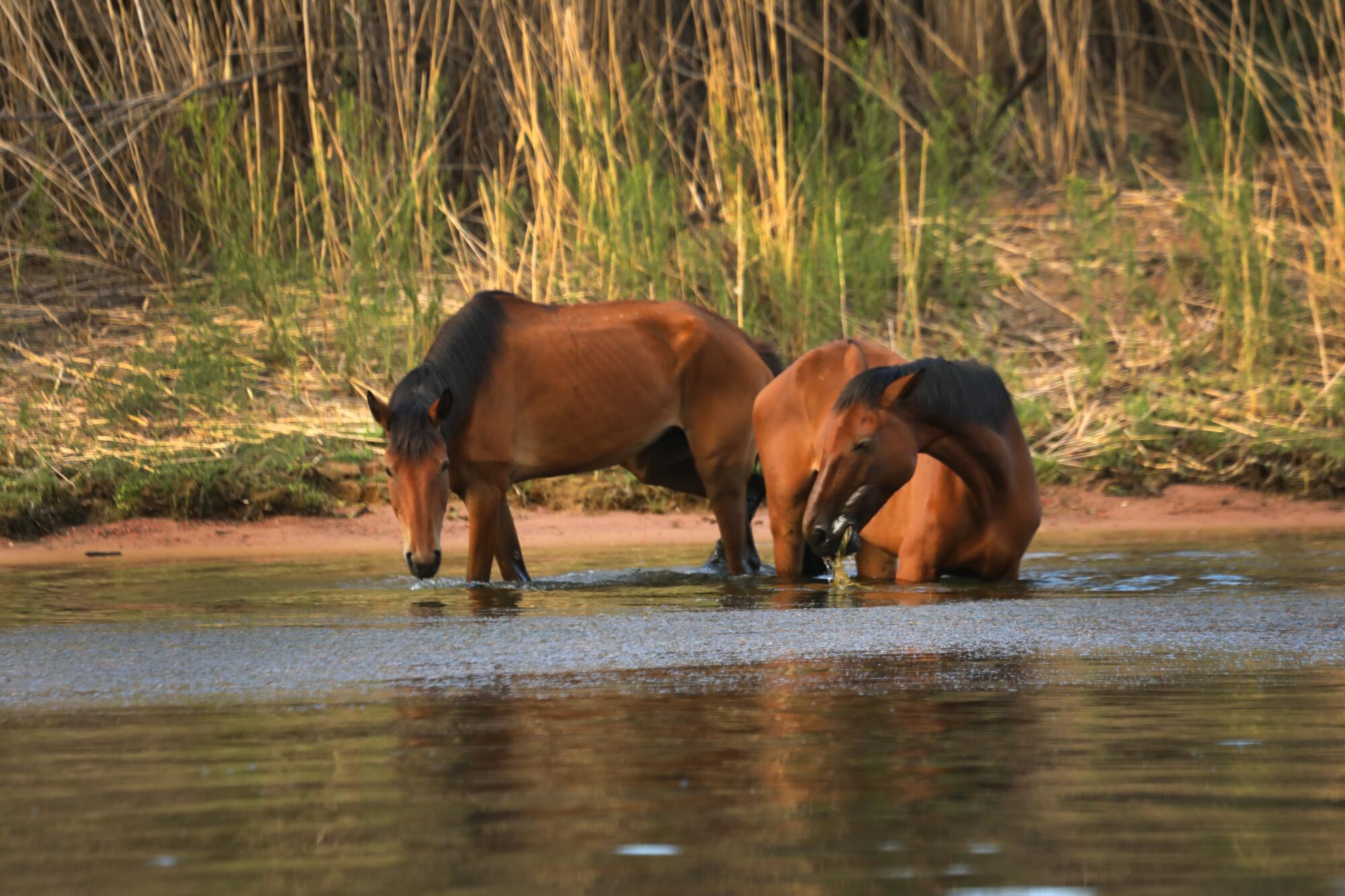 Wild horses wade in calm waters