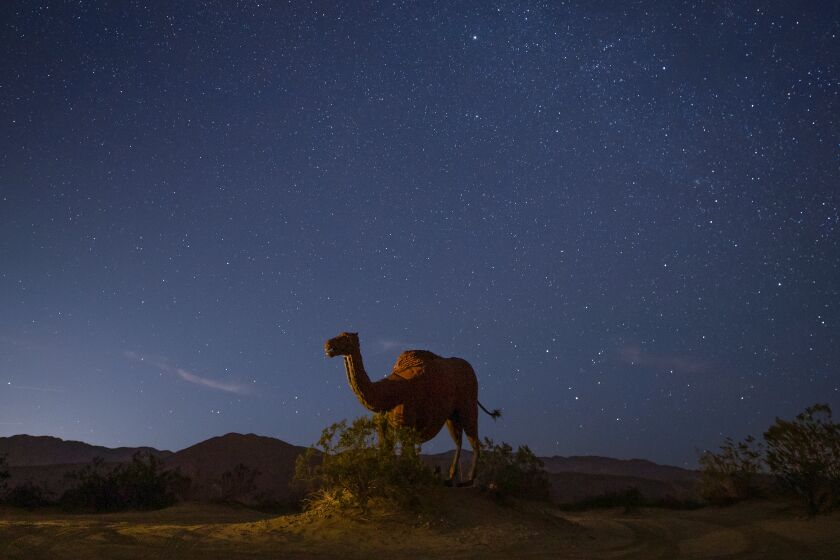 A starry desert sky featuring a partially-lit camel statue.