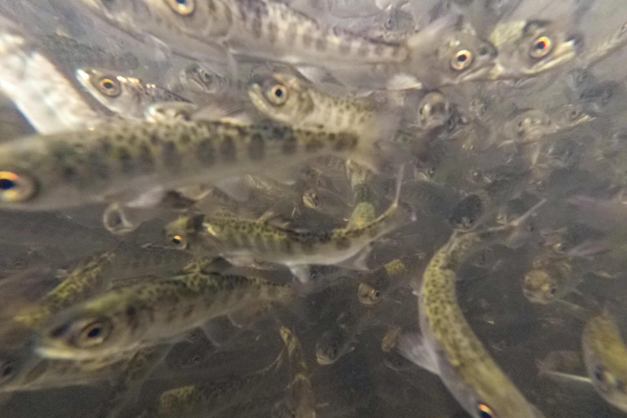 Juvenile Chinook salmon swim in a tank at a fish hatchery