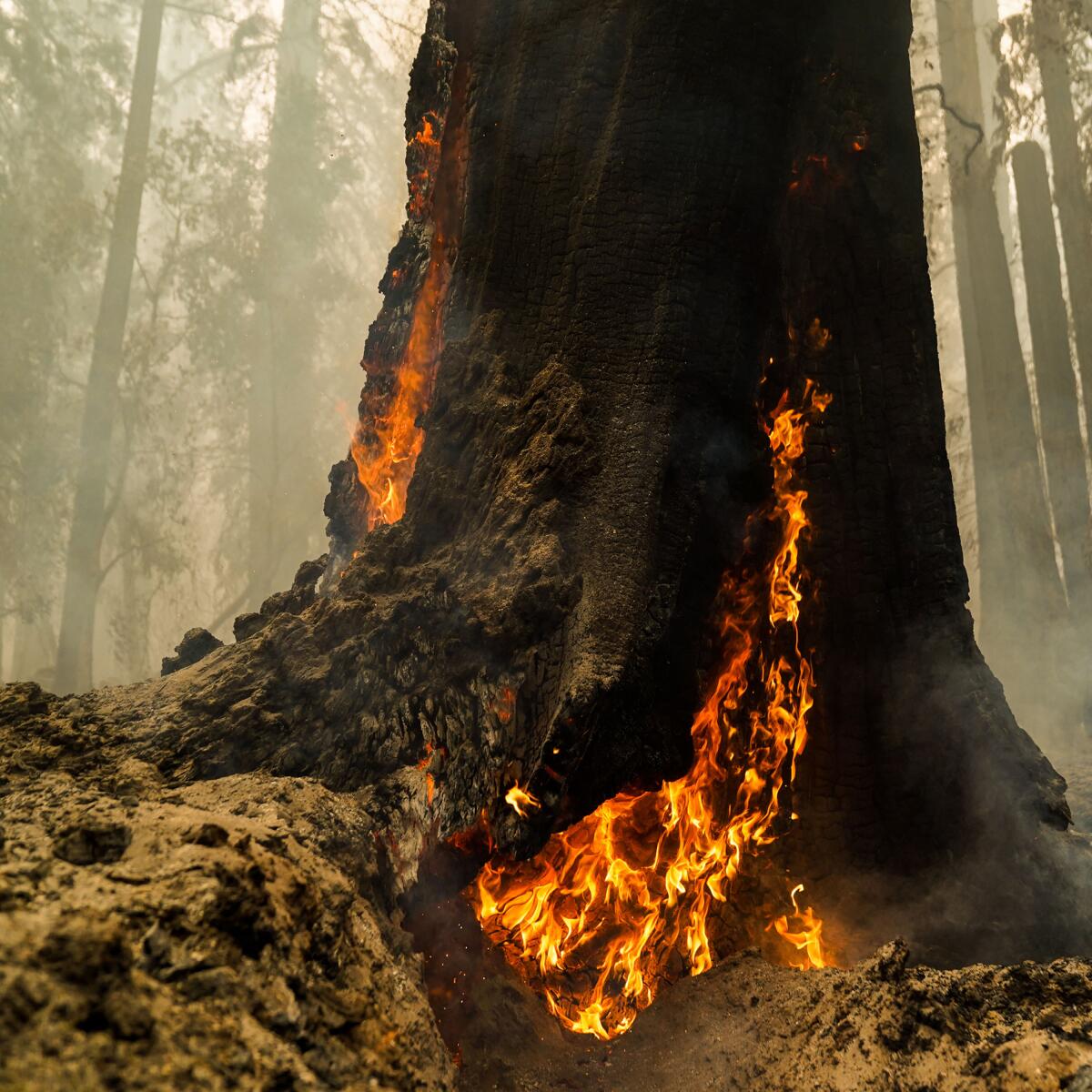 A tree on fire at Big Basin Redwoods State Park.