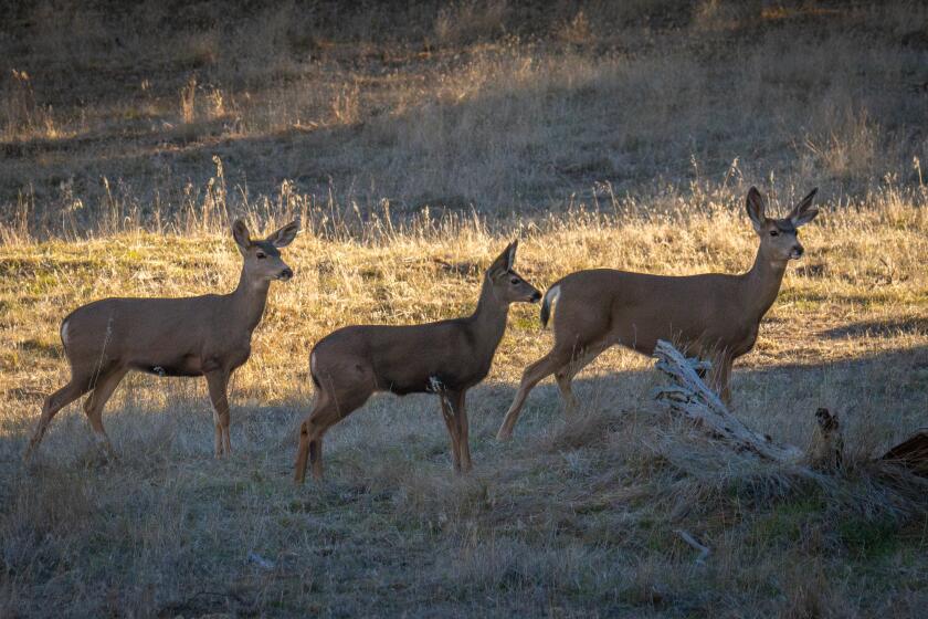 A group of deer.