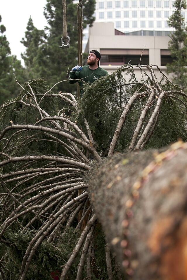 Tree preparation